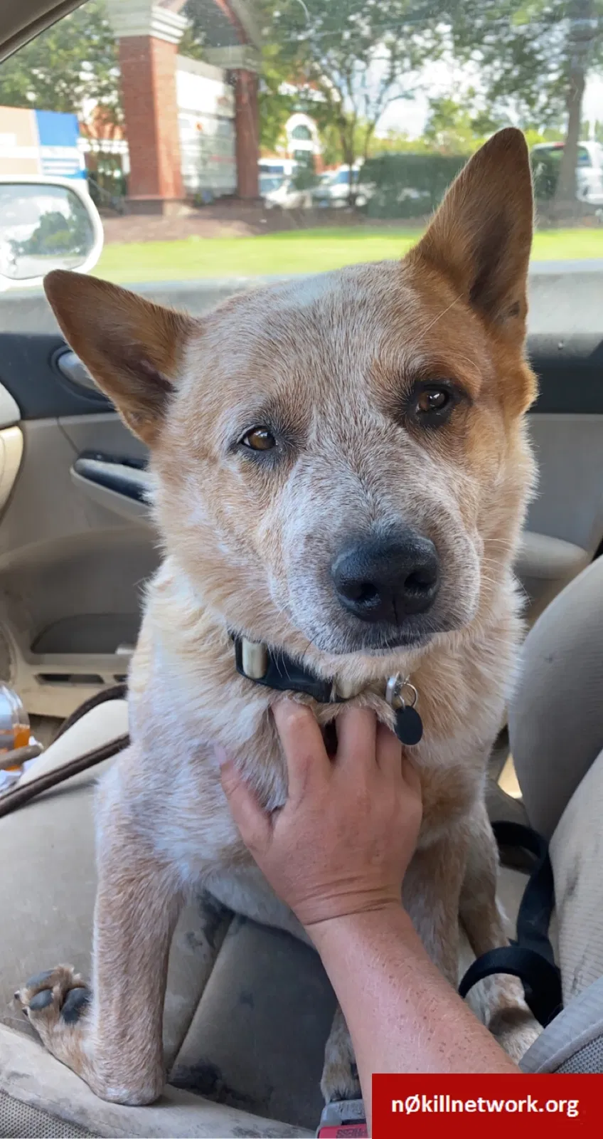 Lost dog in Greenville, NC, 27834