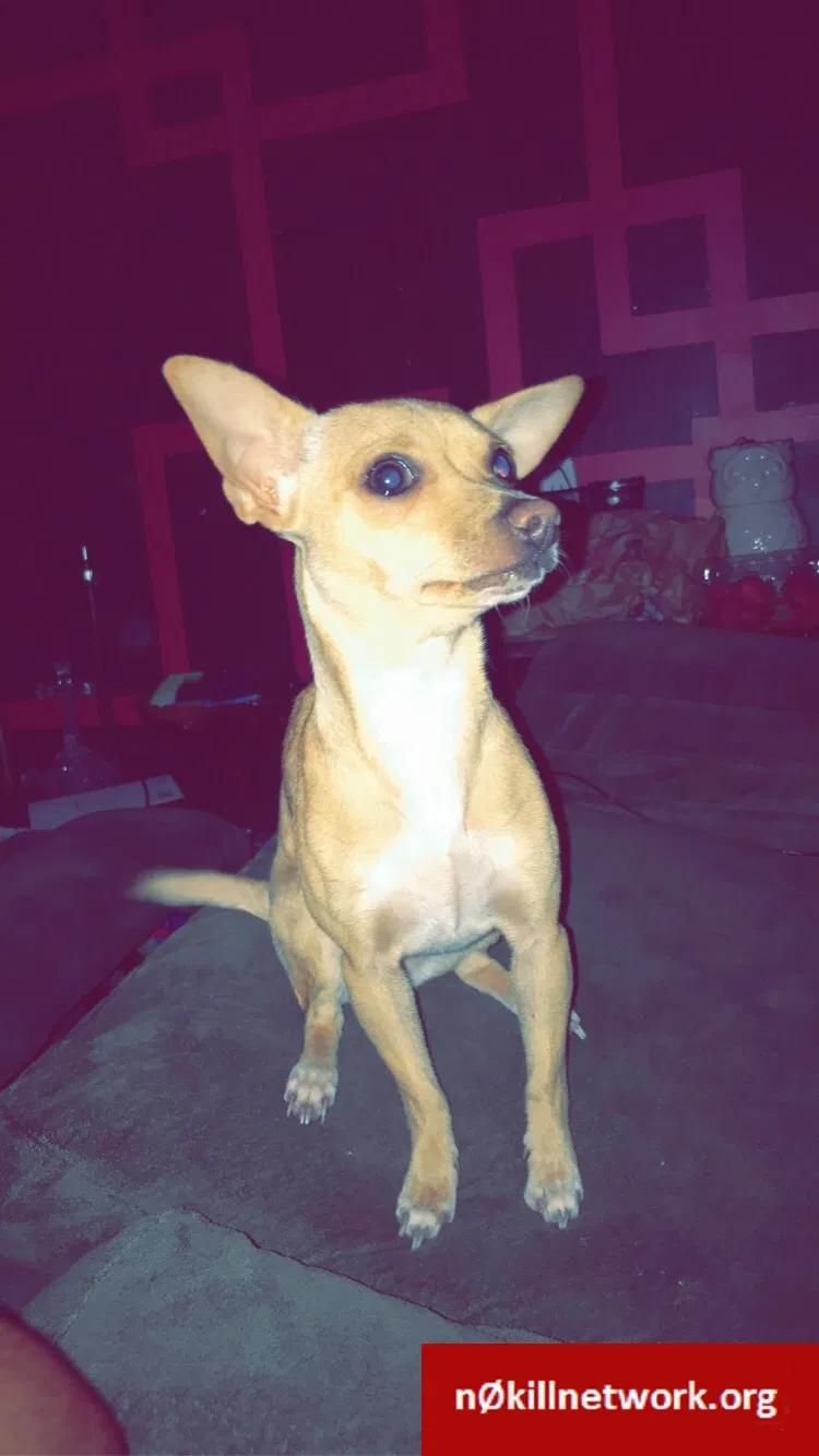 Lost dog in Terre Haute, IN, 47803