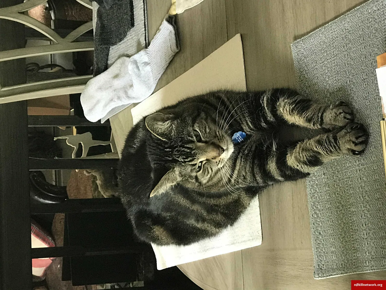 Lost cat in Millstone Township, NJ, 8535