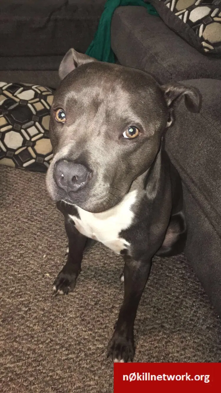 Lost dog in Terre Haute, IN, 47803