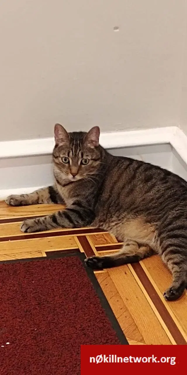 Lost cat in Philadelphia, PA, 19111
