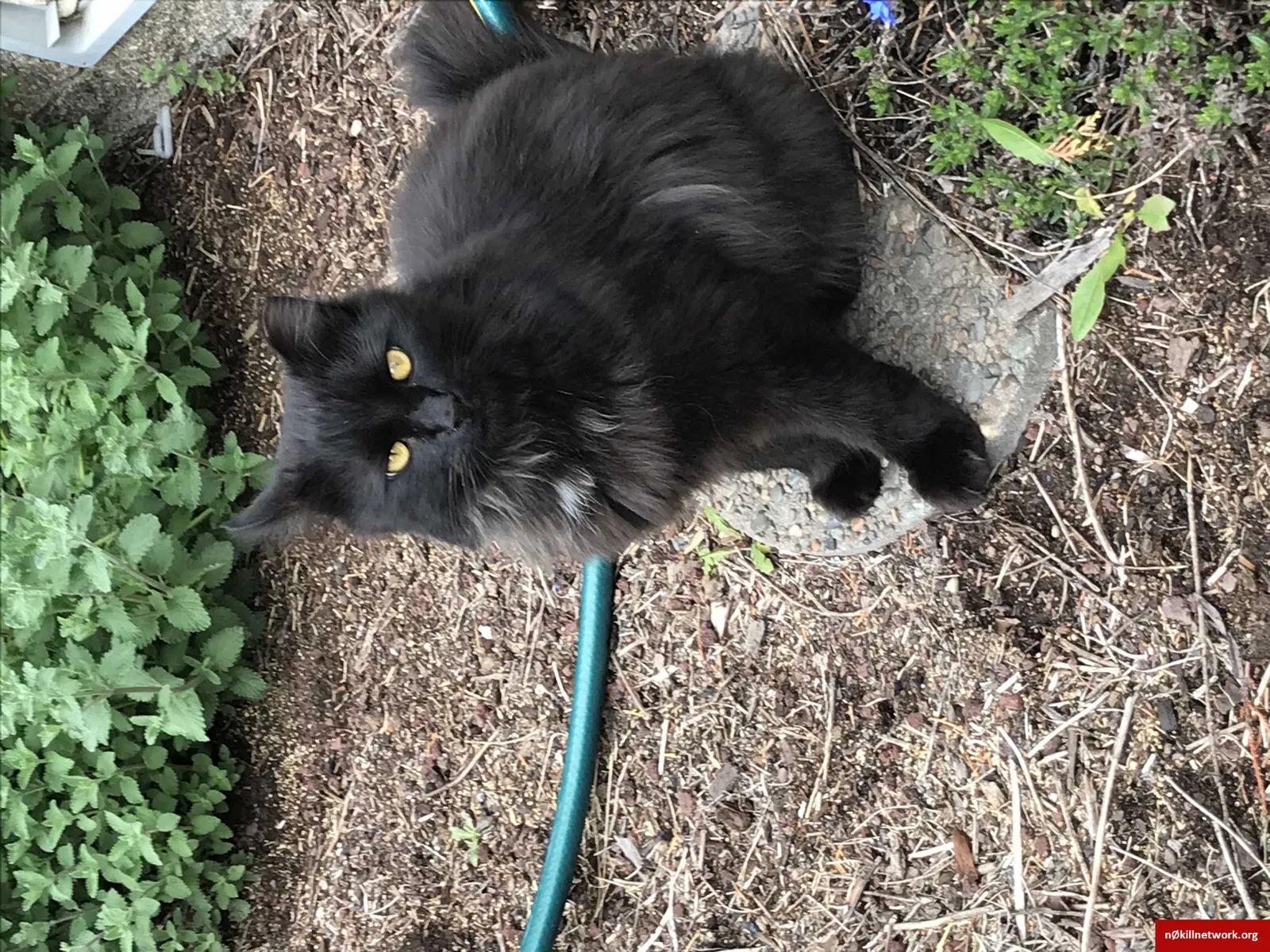 Lost cat in Terrebonne, OR, 97760