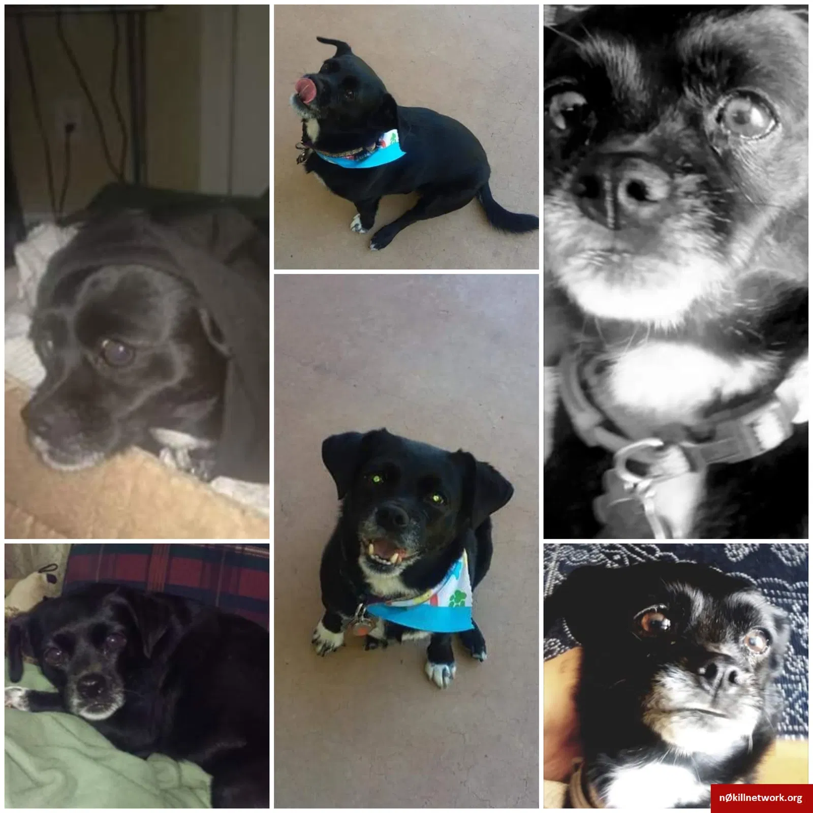 Lost dog in Wichita Falls, TX, 76308