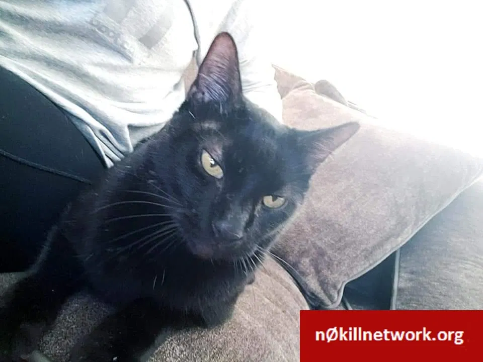 Lost cat in Statesville, NC, 28677
