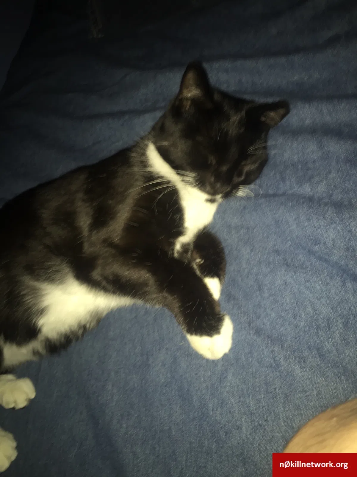 Lost cat in Nashville, NC, 27856