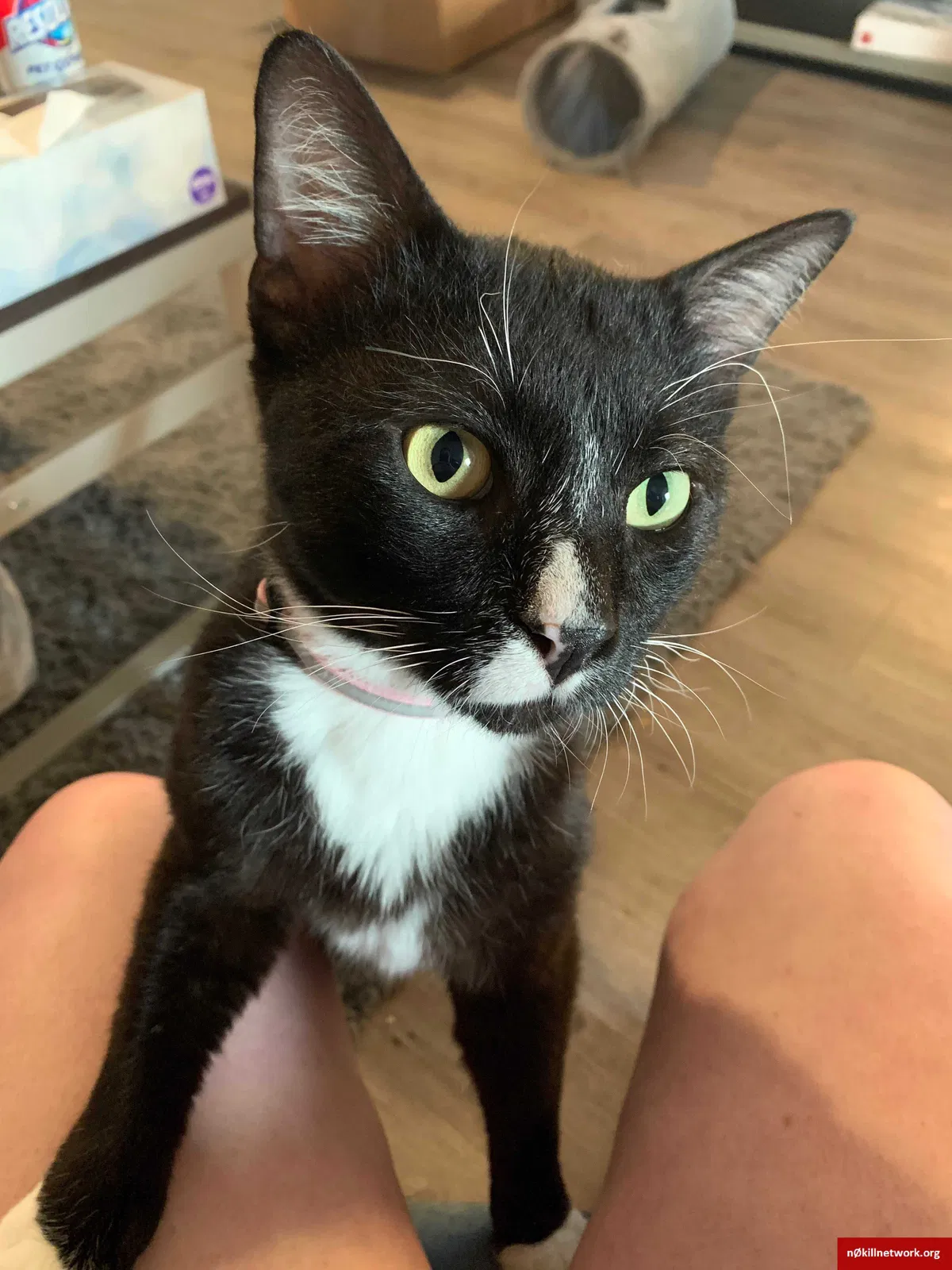 Lost cat in Lawrence, KS, 66047
