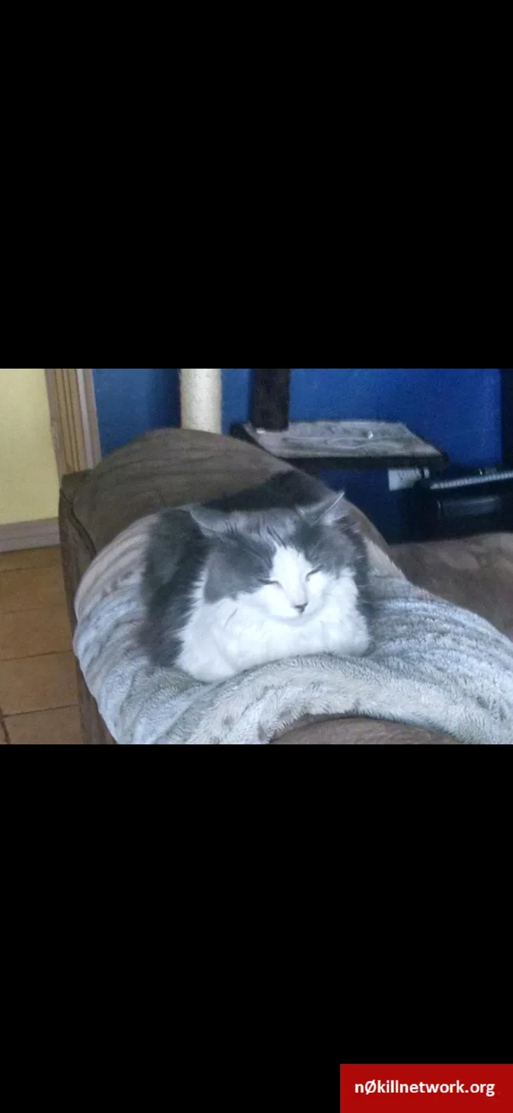 Lost cat in Eagle Mountain, UT, 84005