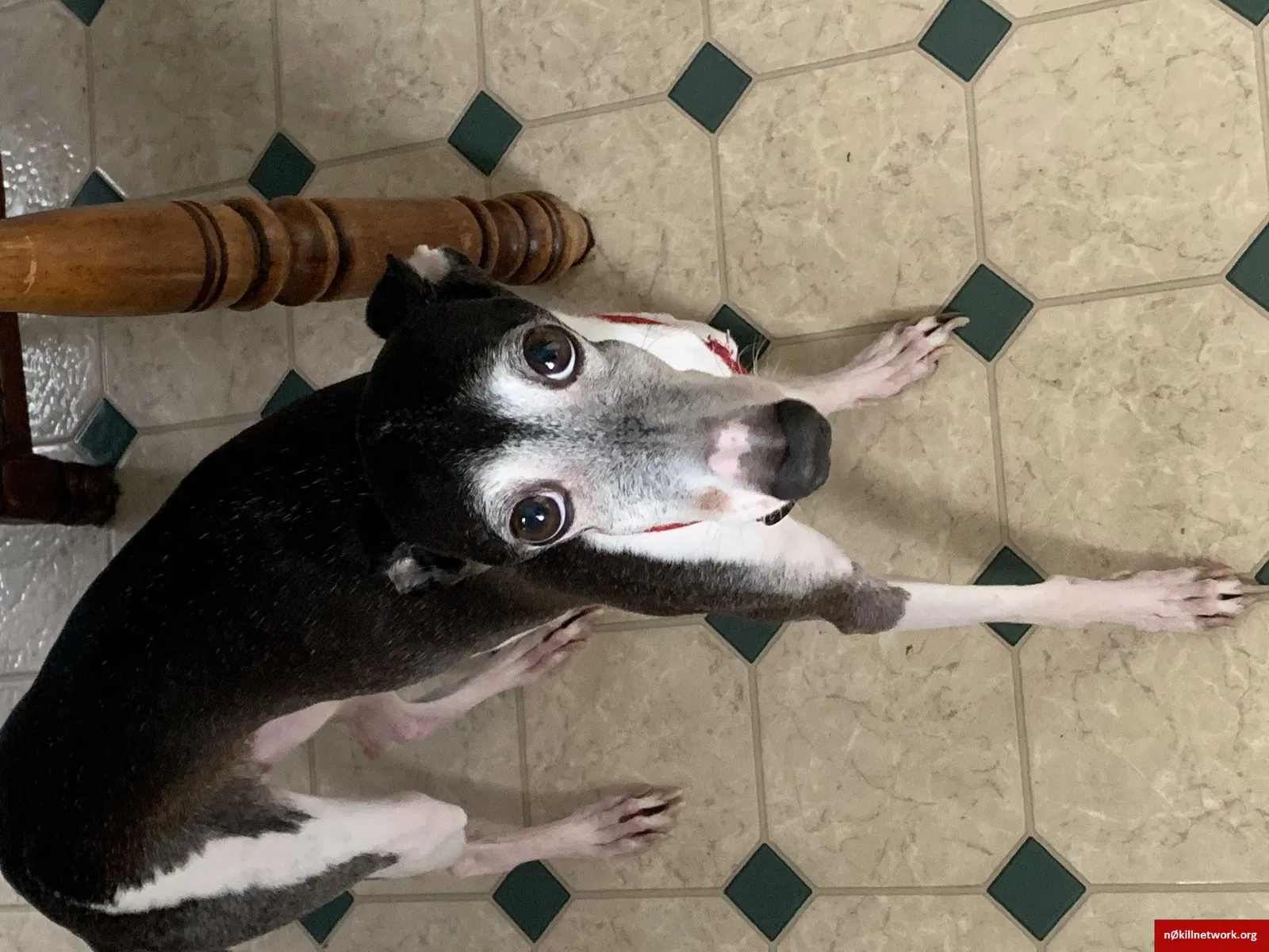 Lost dog in Green Bay, WI, 54303