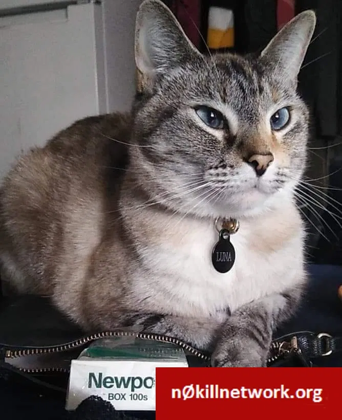 Lost cat in Lake George, NY, 12845