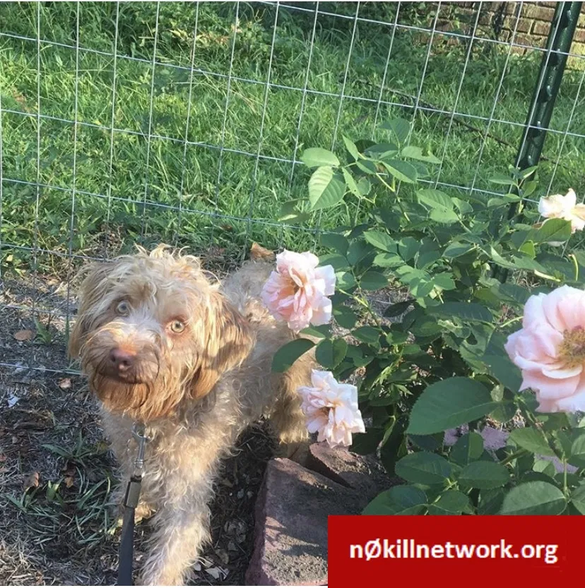Lost dog in Kinston, NC, 28501