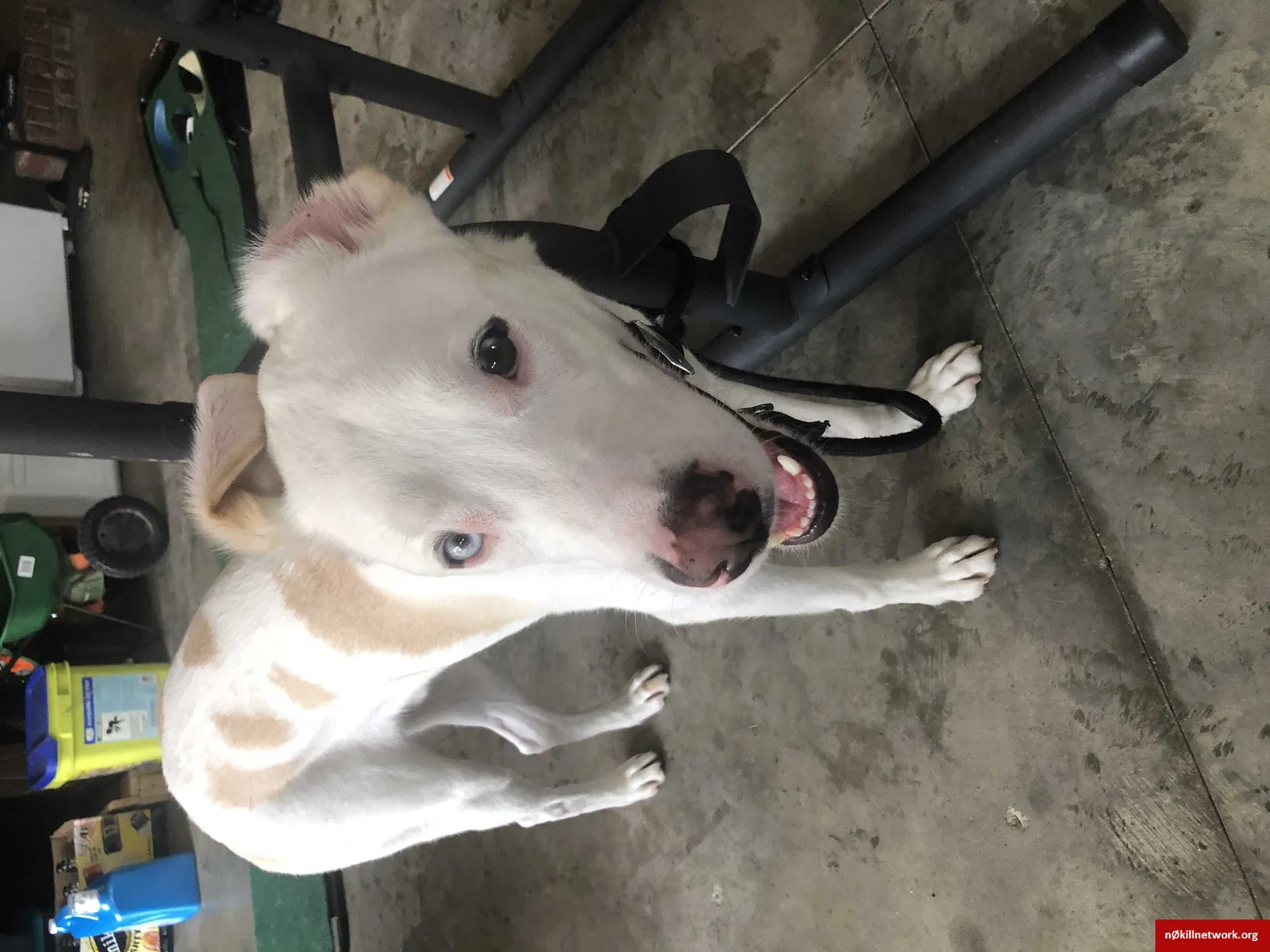 Lost dog in Fayetteville, NC, 28303