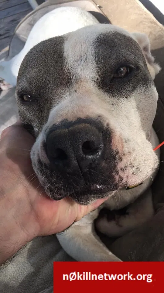 Lost dog in Covington, LA, 70435