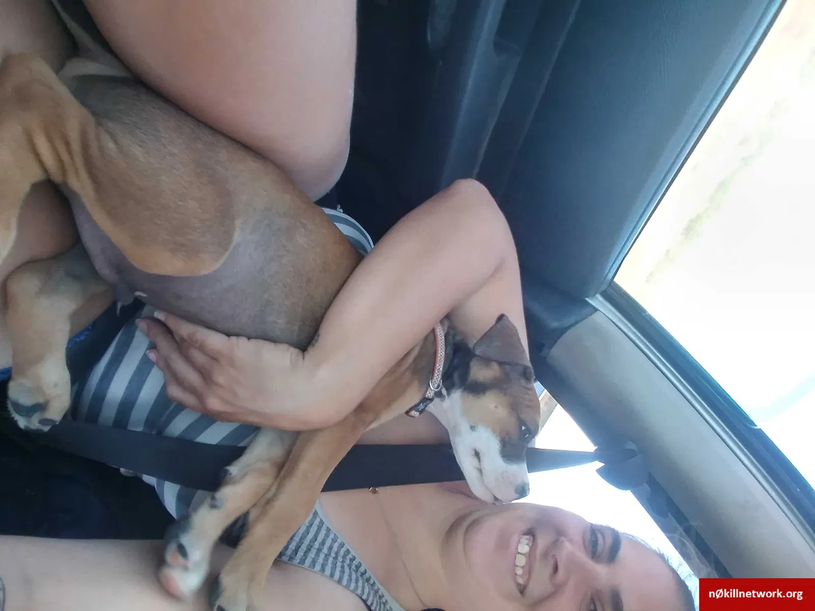 Lost dog in Odessa, TX, 79761