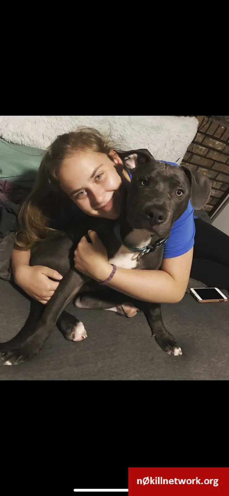 Lost dog in Pinckneyville, IL, 62274