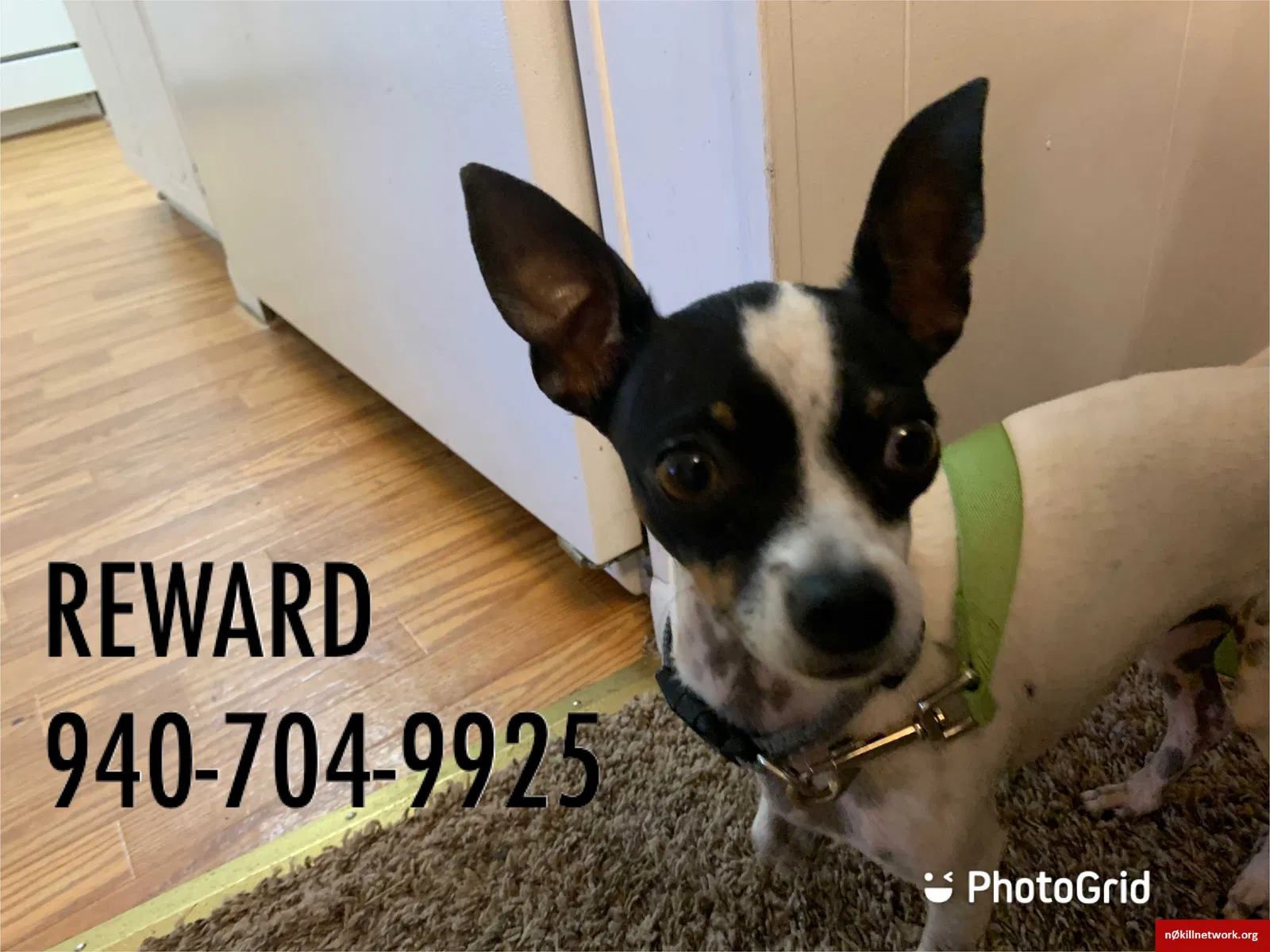 Lost dog in Wichita Falls, TX, 76308
