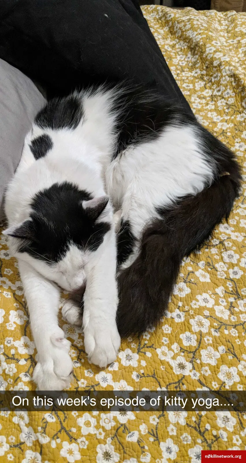 Lost cat in Arvada, CO, 80005