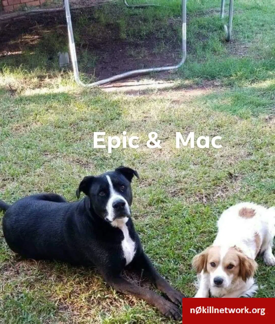 Lost dog in Wichita Falls, TX, 76306