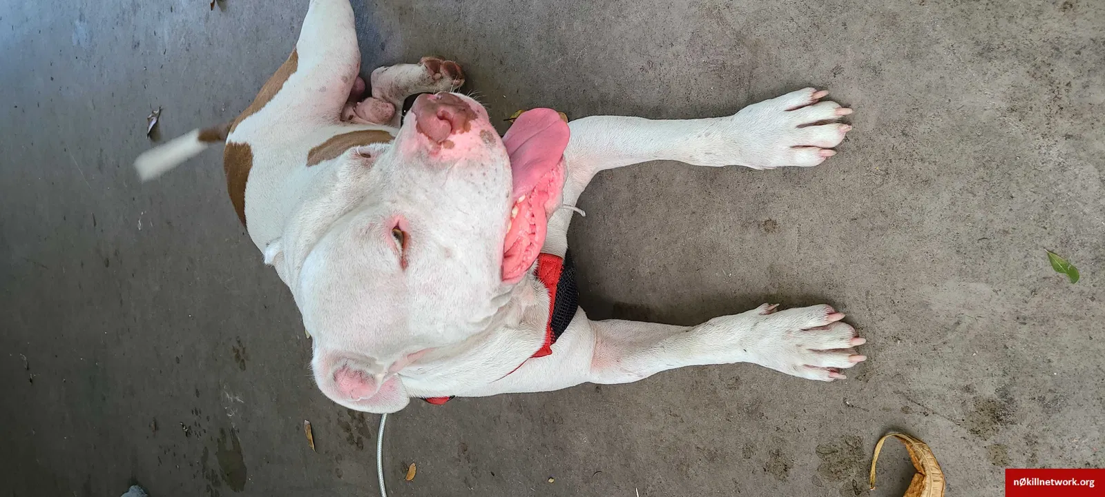 Found dog in Saint Petersburg, FL, 33713