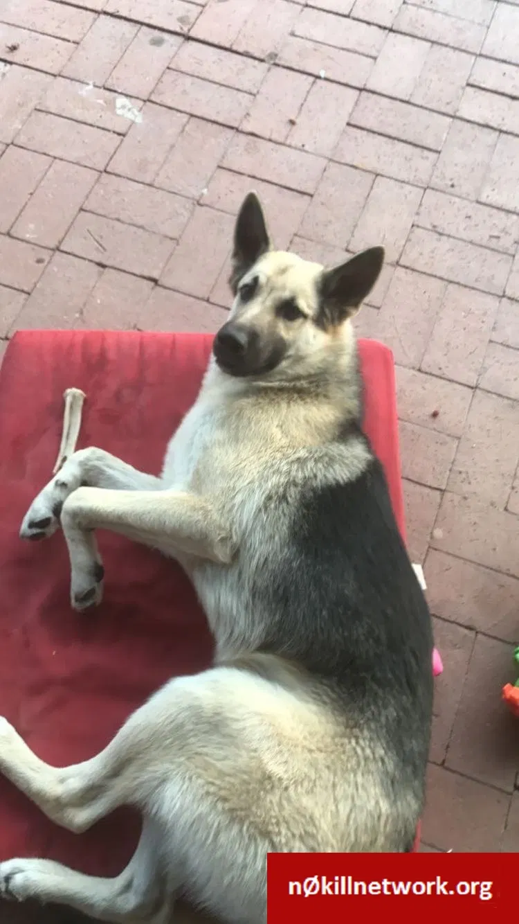 Lost dog in Tucson, AZ, 85719