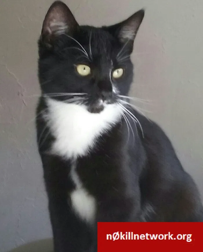 Lost cat in Portland, OR, 97206