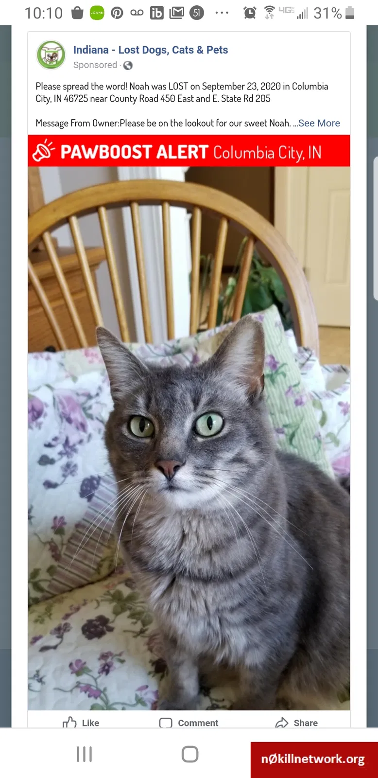 Lost cat in Columbia City, IN, 46725