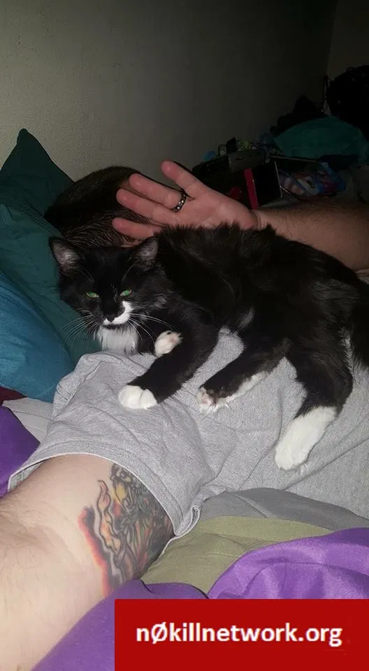 Lost cat in Titusville, FL, 32780