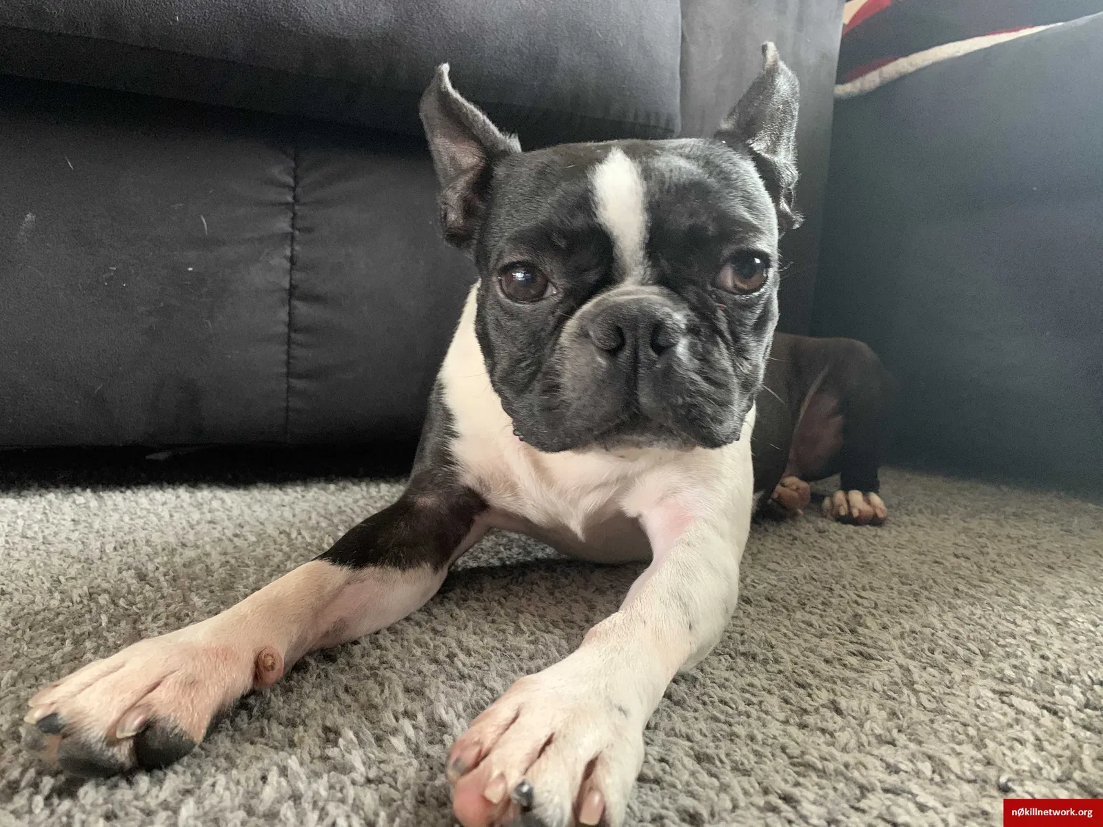 Lost dog in West Fargo, ND, 58078