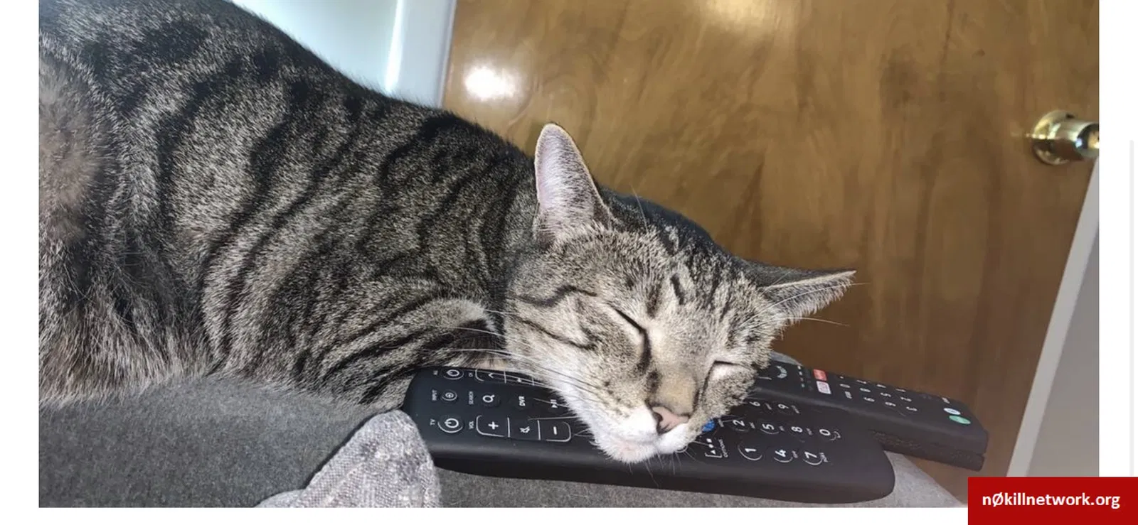 Lost cat in Cleveland, OH, 44121