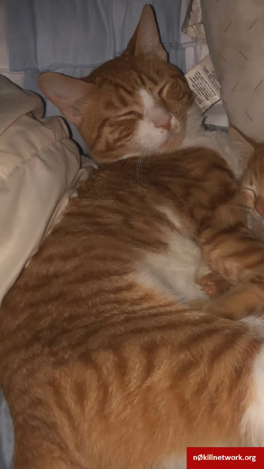 Lost cat in Cincinnati, OH, 45248