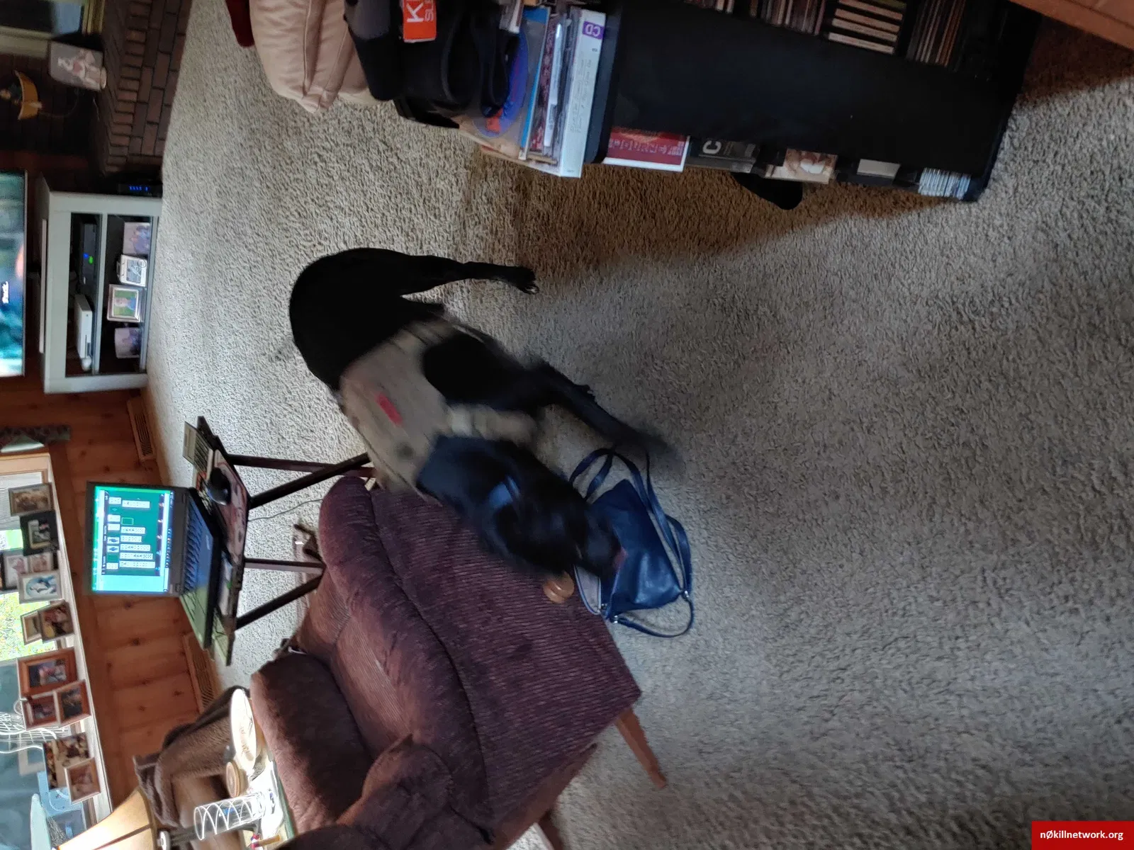 Found dog in Painesville, OH, 44077