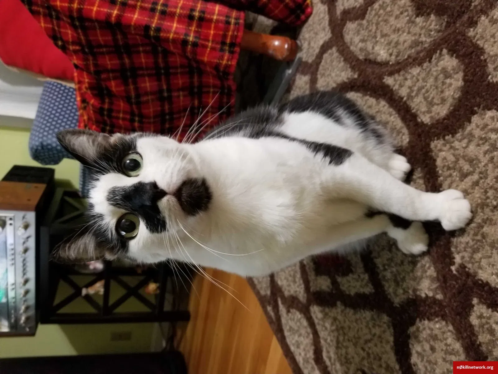 Lost cat in Escondido, CA, 92027