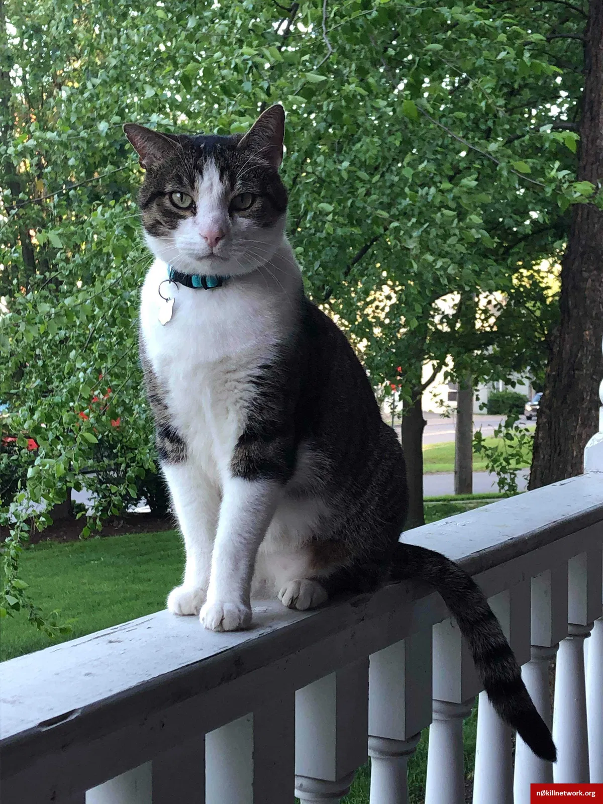 Lost cat in Towanda, PA, 18848