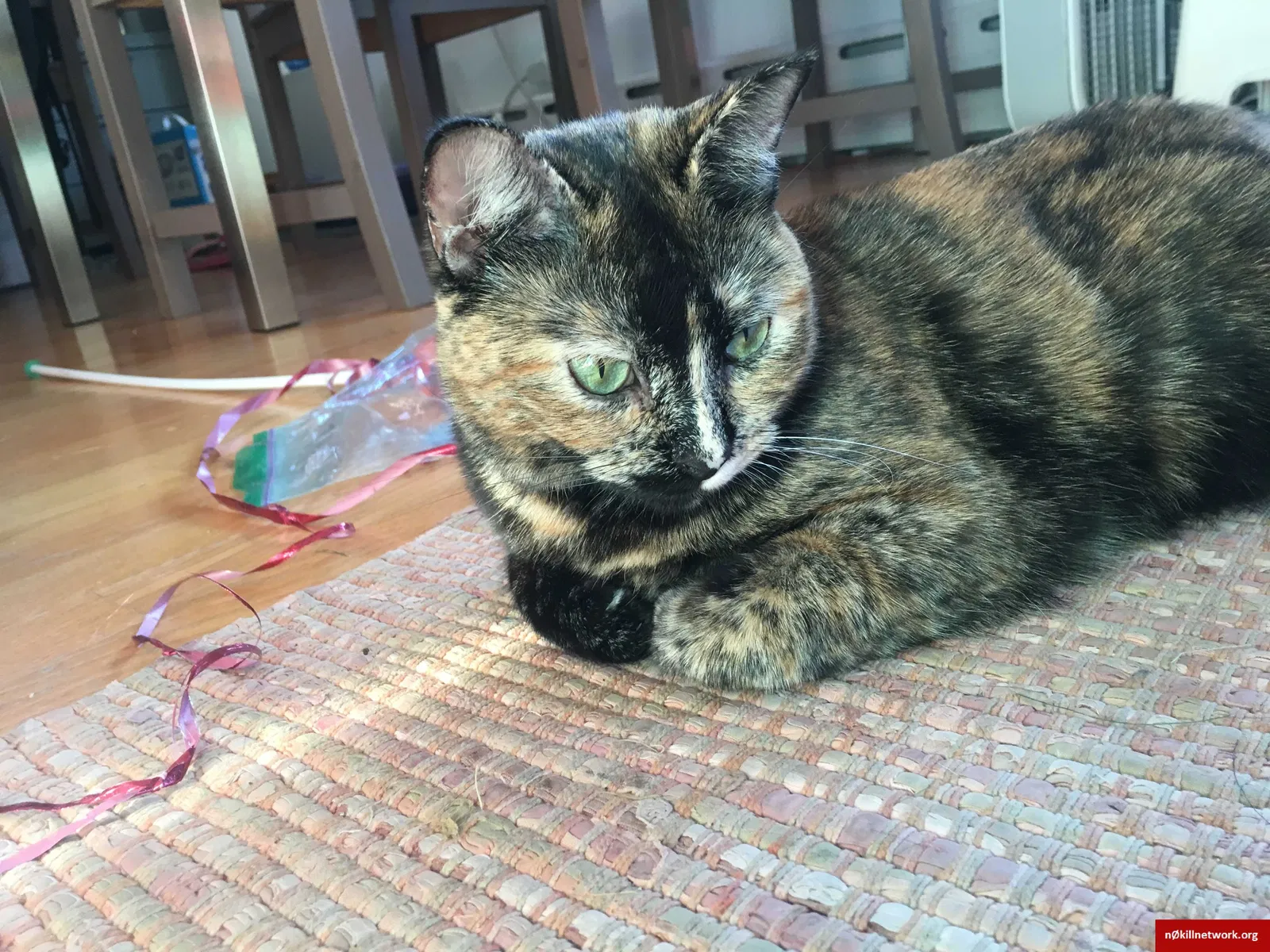 Lost cat in Oak Park, IL, 60302