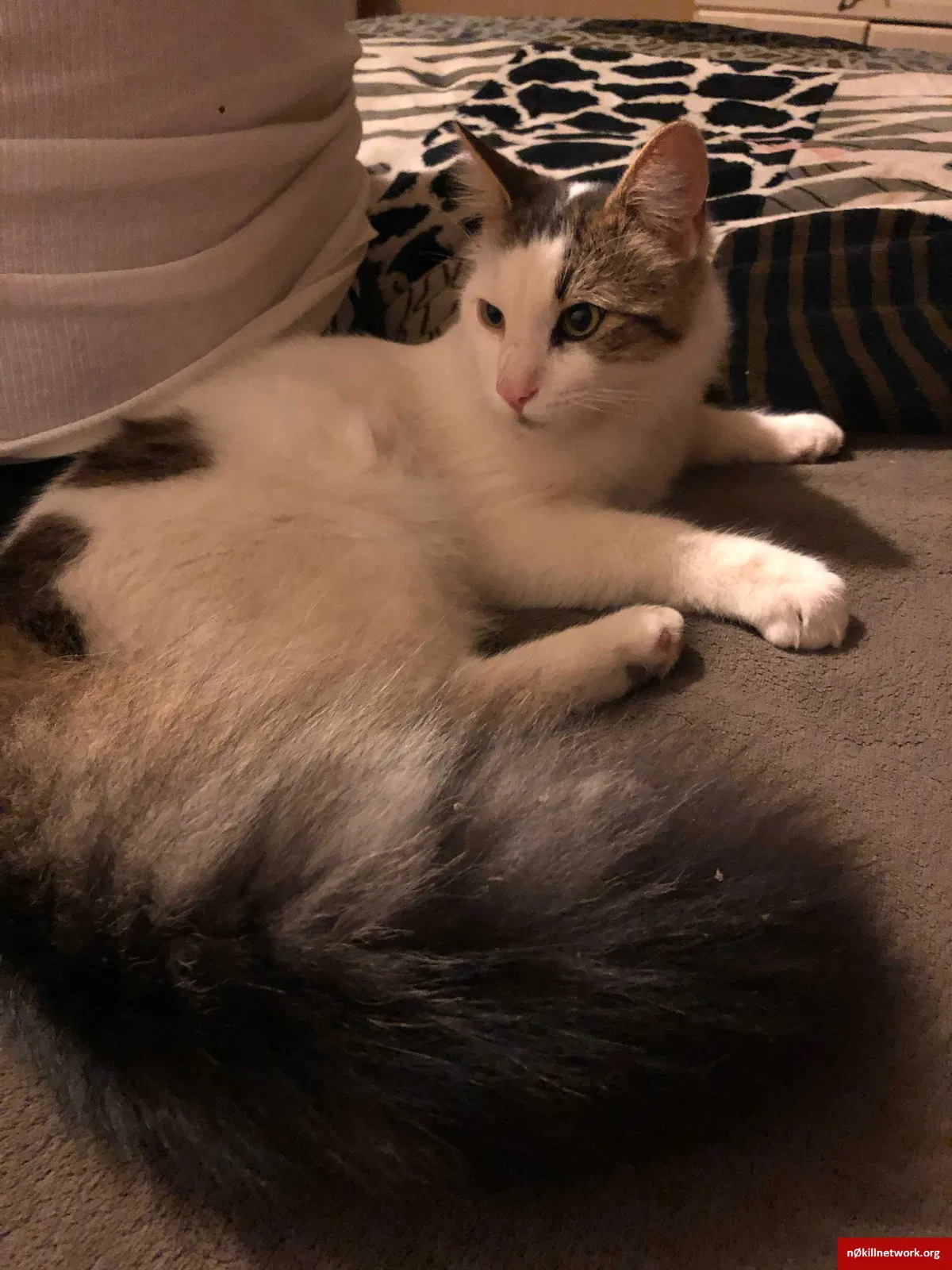 Lost cat in Tucson, AZ, 85713