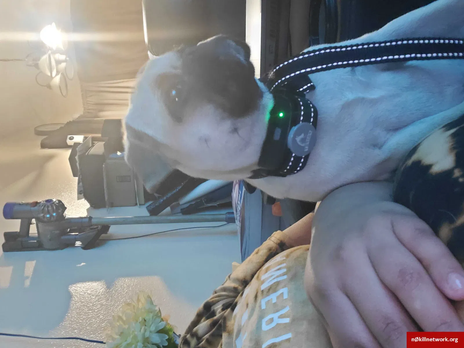 Lost dog in Riverside, CA, 92503