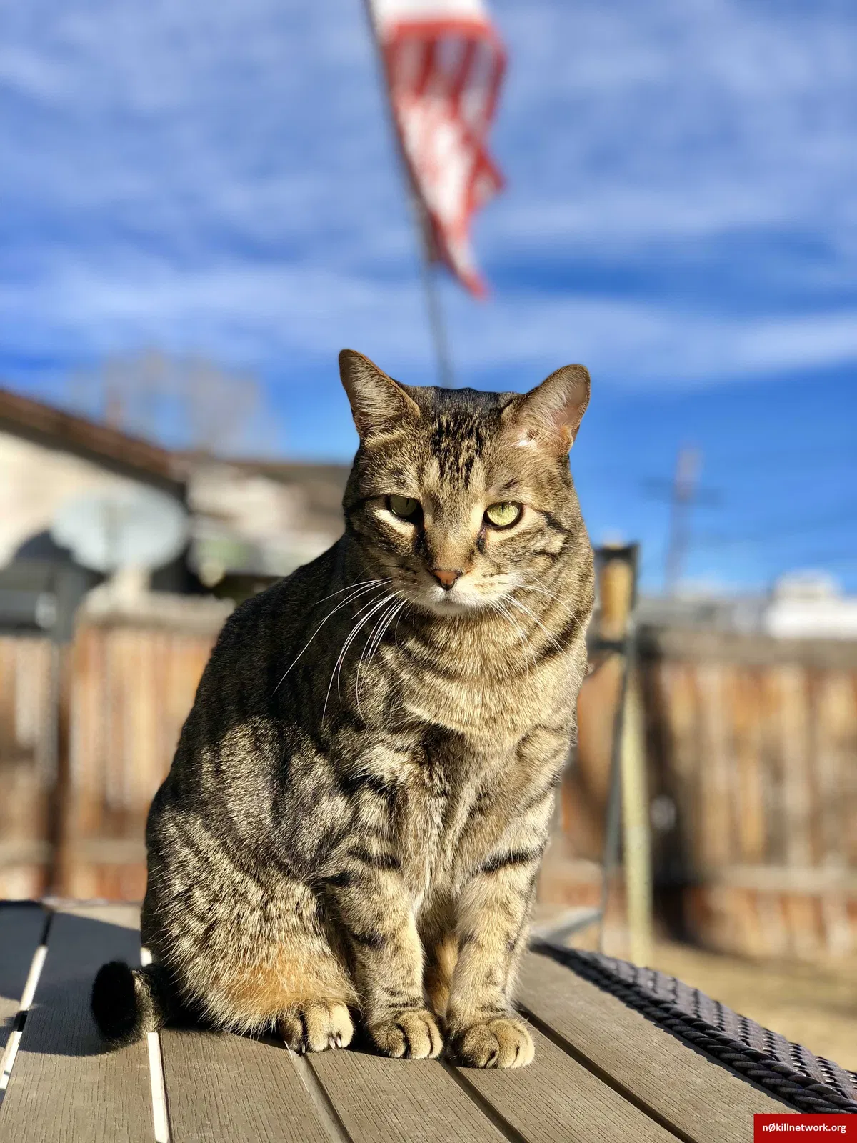 Lost cat in Arvada, CO, 80003