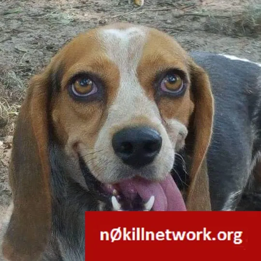 Lost dog in Atlanta, GA, 30338