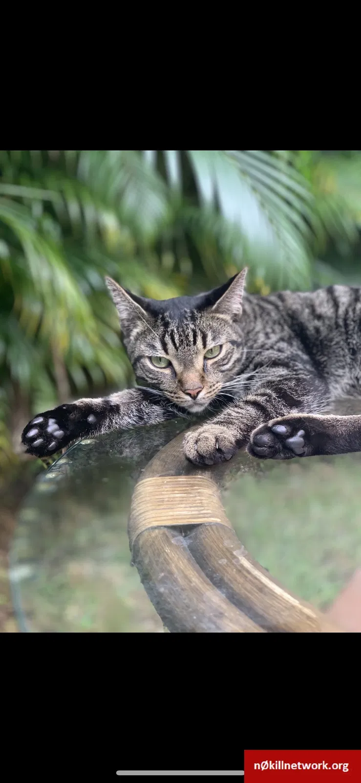 Lost cat in Hollywood, FL, 33026
