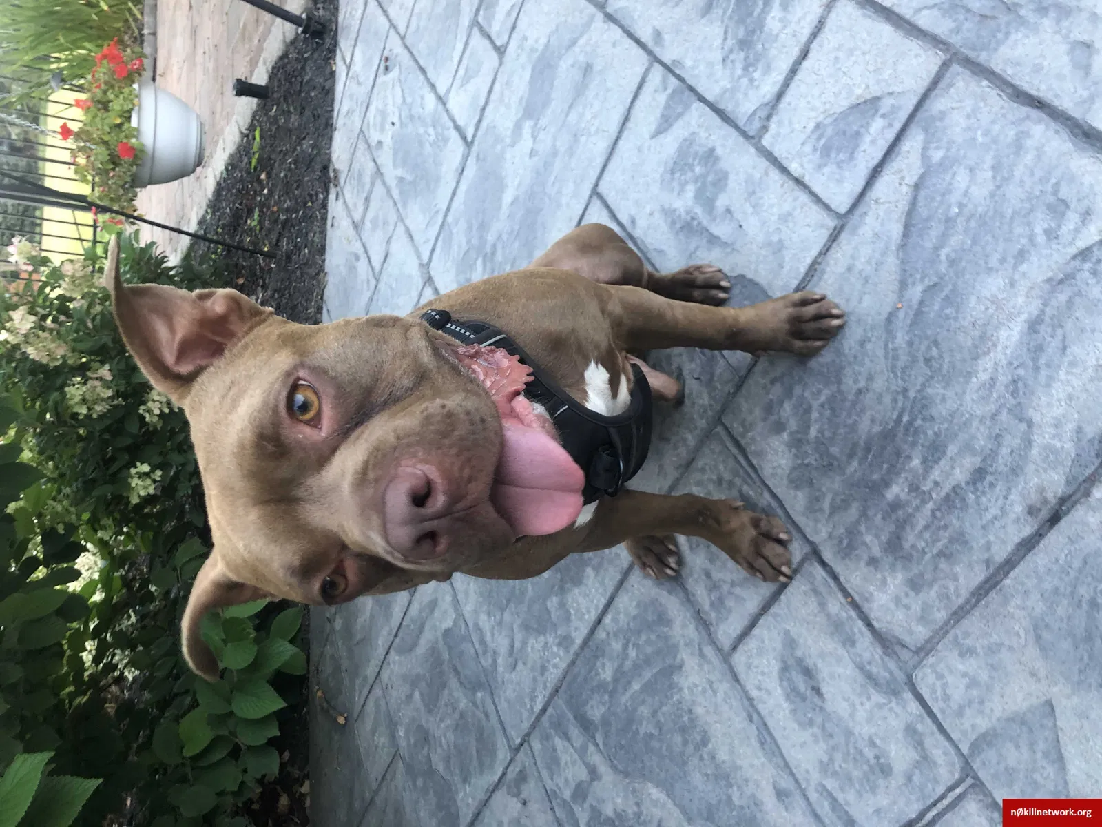 Lost dog in Buffalo, NY, 14207
