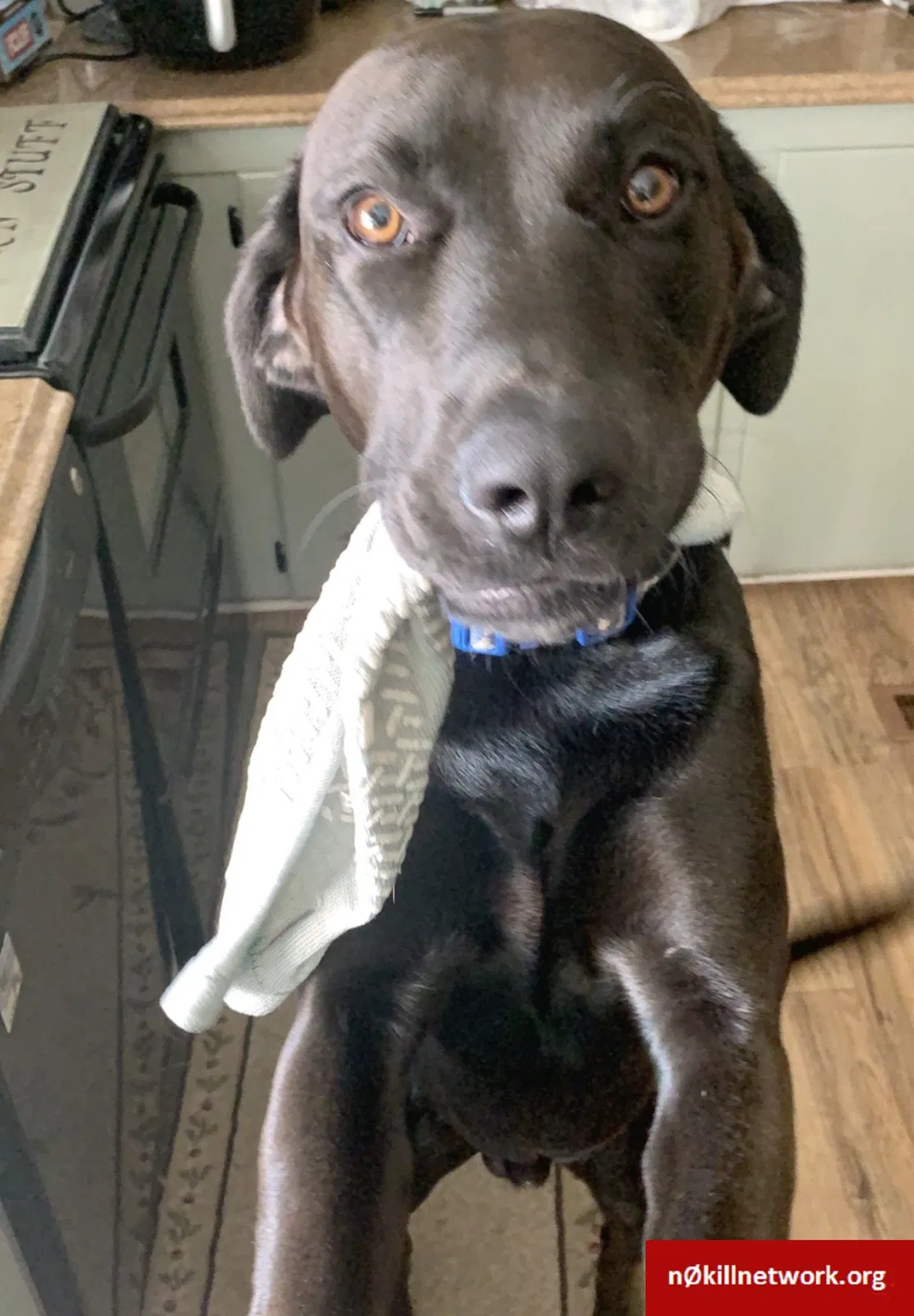 Lost dog in Asheboro, NC, 27205