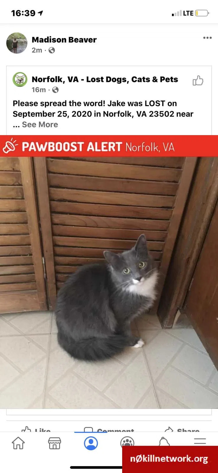 Lost cat in Norfolk, VA, 23502