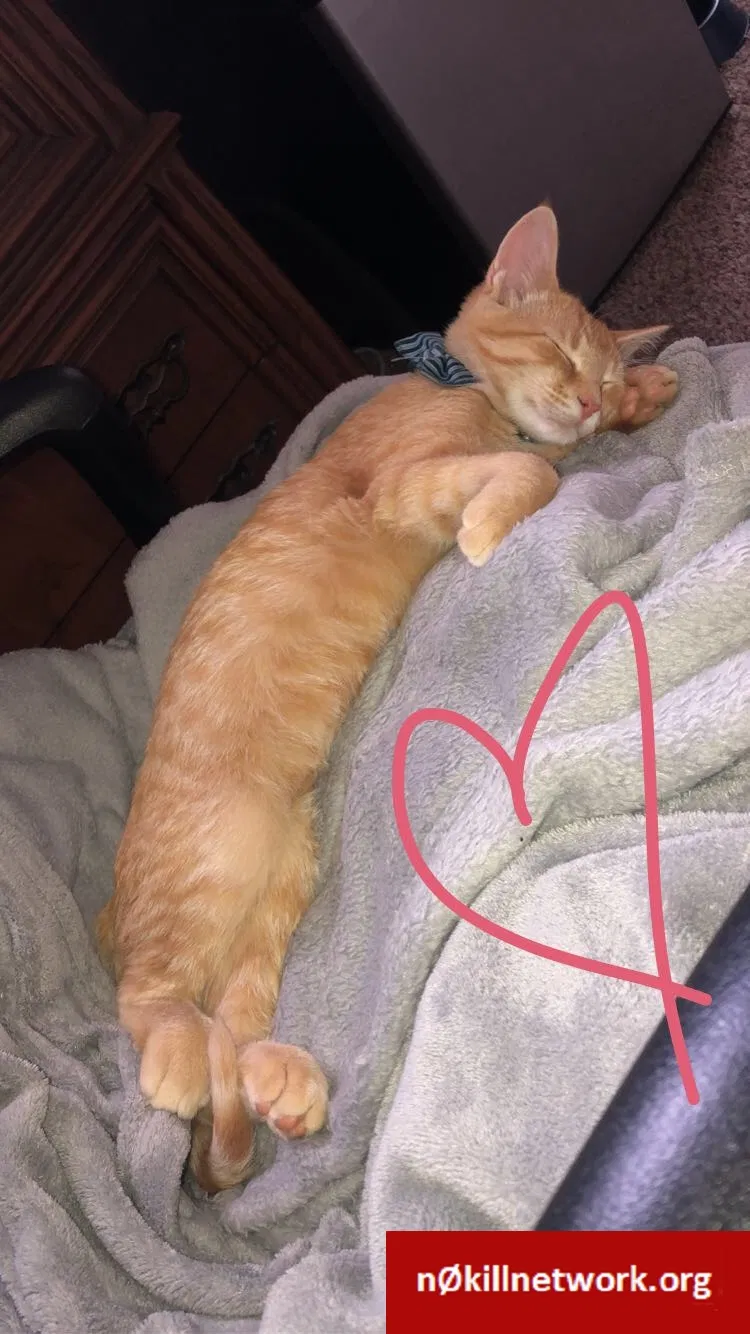Lost cat in Berea, OH, 44017