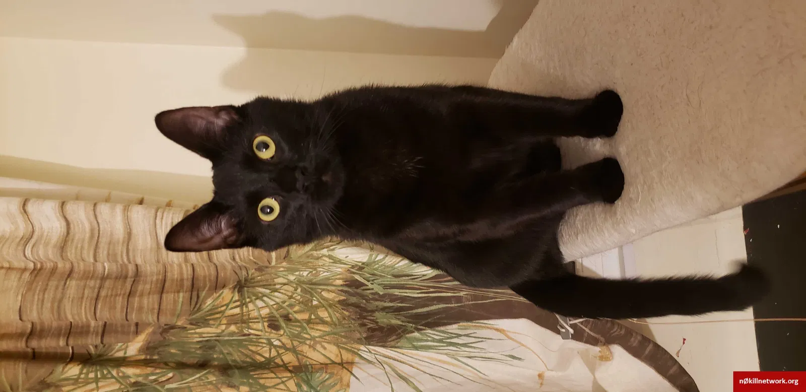 Lost cat in Brookpark, OH, 44142