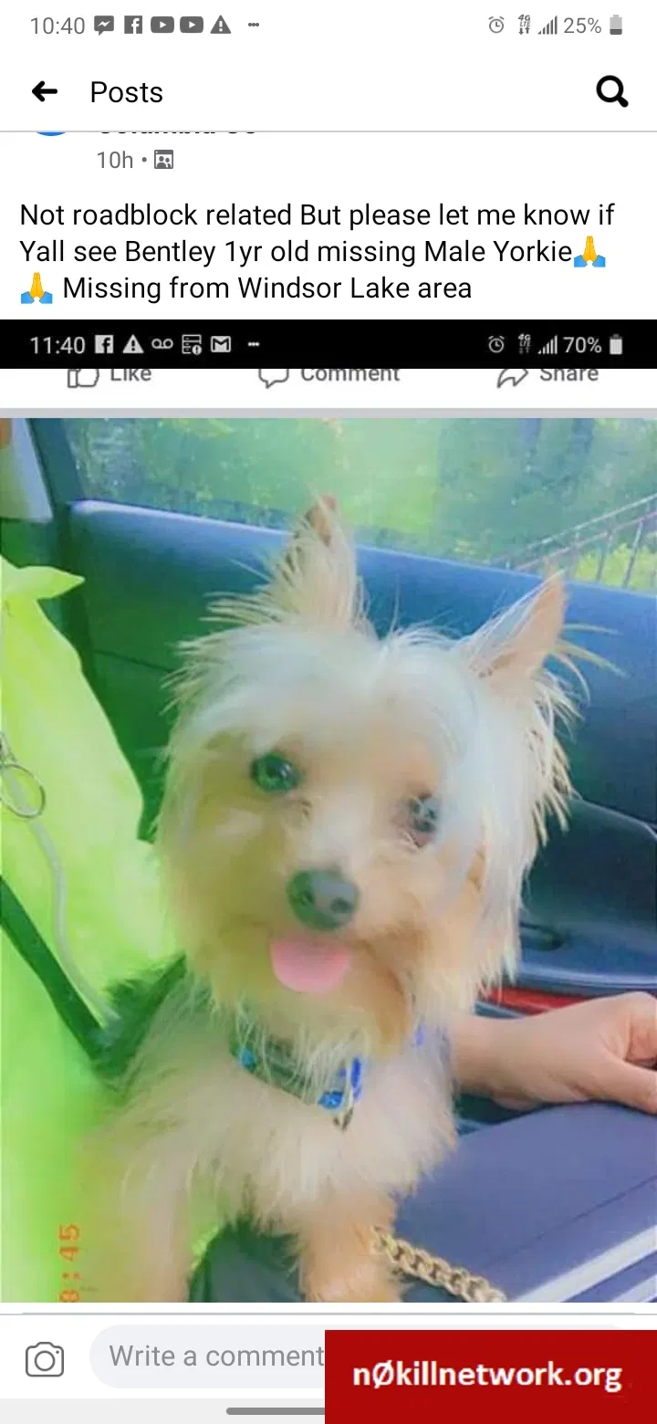 Lost dog in Columbia, SC, 29203