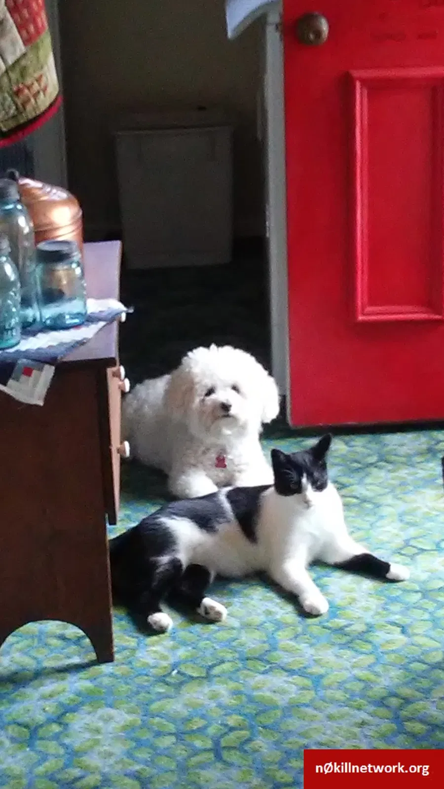 Lost cat in Caro, MI, 48723