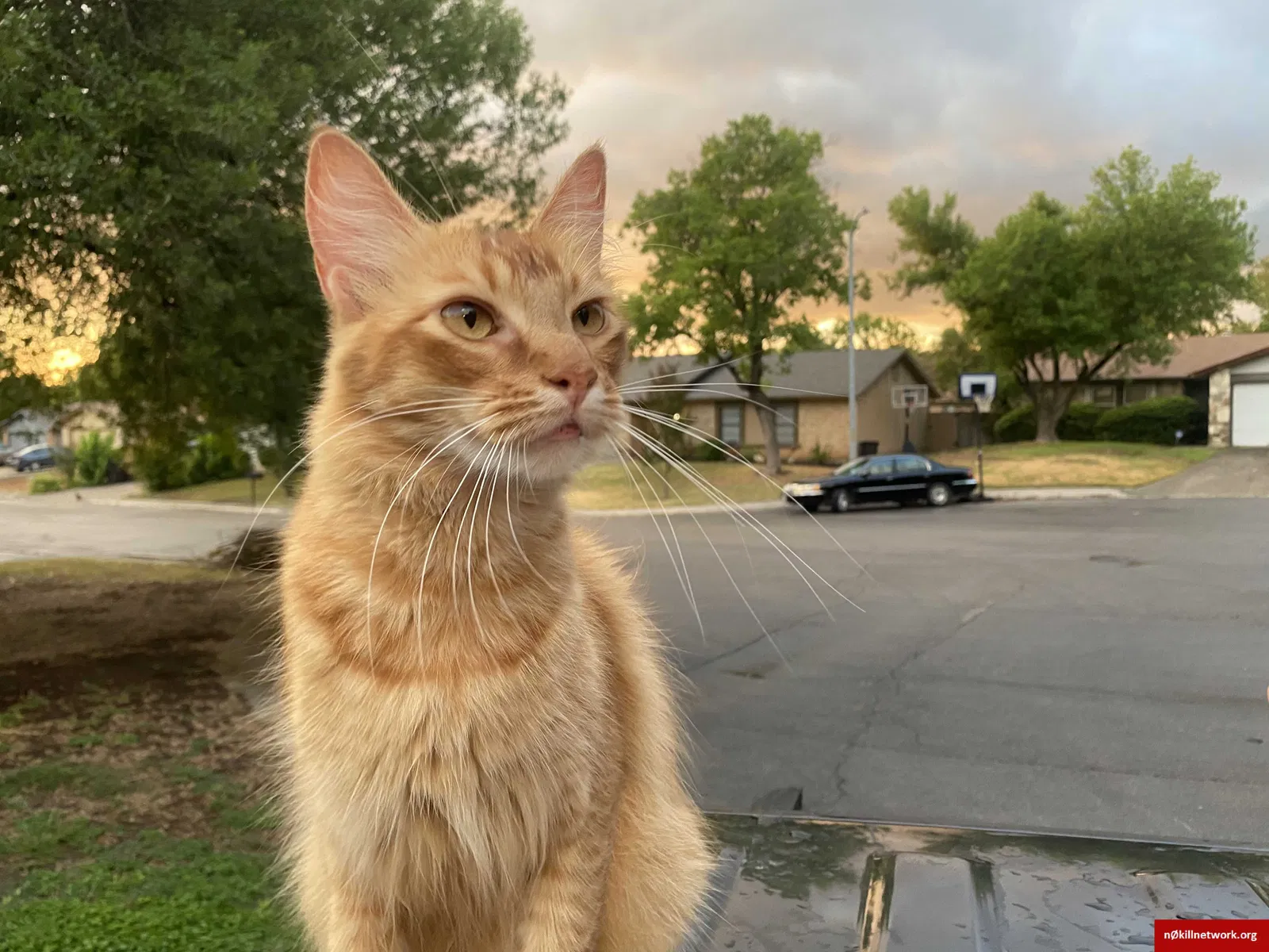 Lost cat in San Antonio, TX, 78238