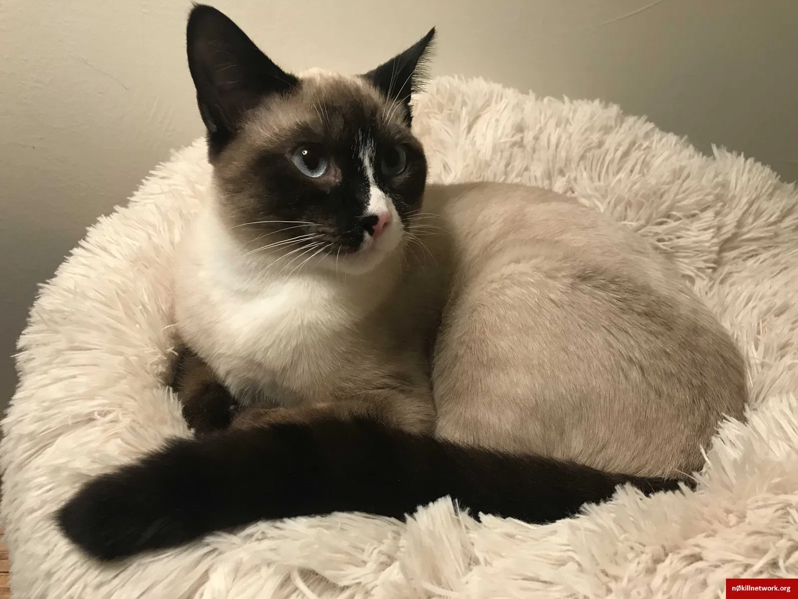 Lost cat in Woodinville, WA, 98077