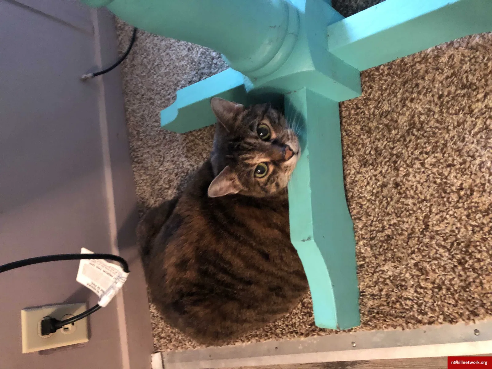 Lost cat in Mount Pleasant, SC, 29464