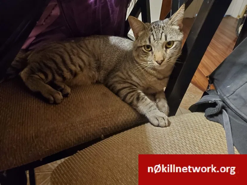 Lost cat in Denver, CO, 80260