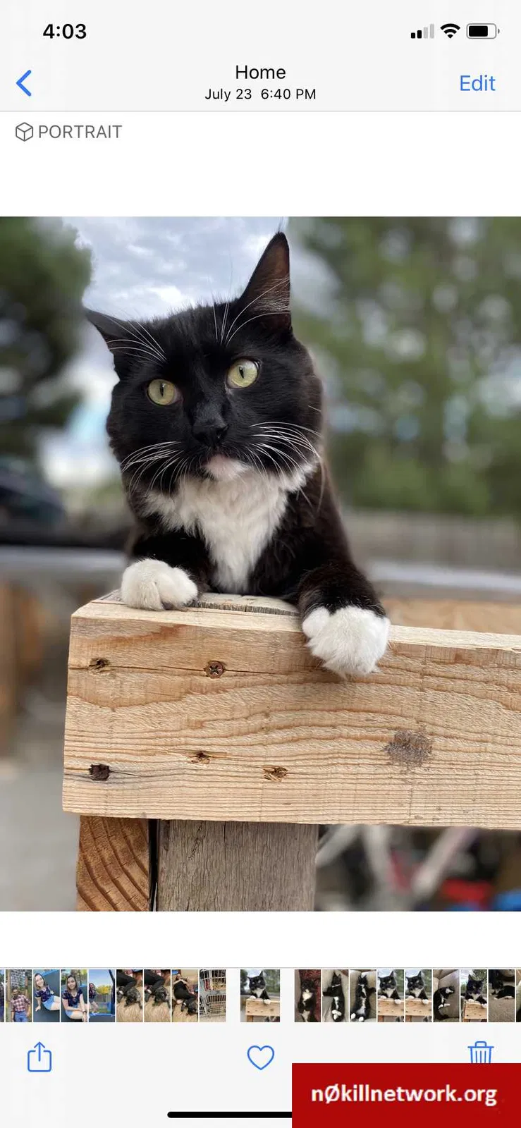 Lost cat in Arvada, CO, 80002